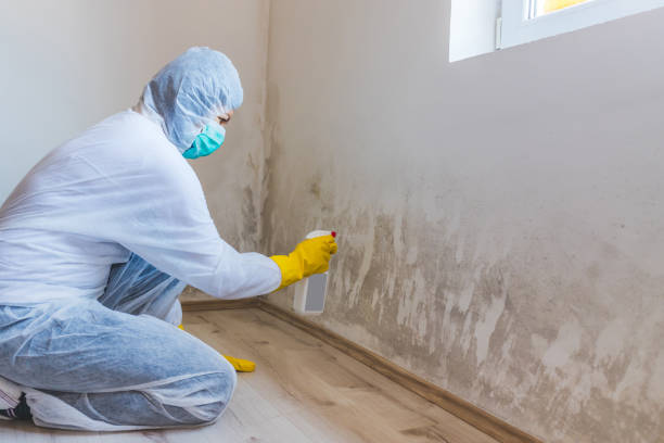 Licensed Mold Testing service in Goldston, NC - WQB Mold Removal